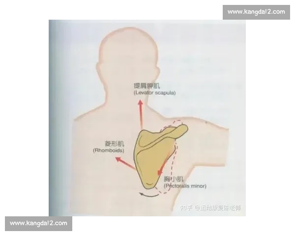 健美比赛等级体系详解从初学者到专业运动员的晋级之路 健美比赛等级体系详解从初学者到专业运动员的晋级之路