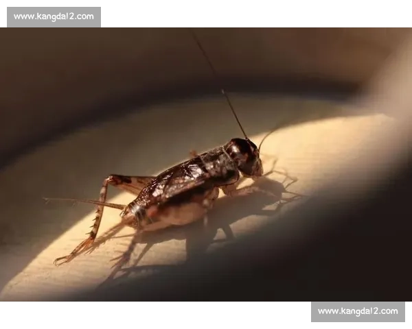 蛐蛐竞赛的激情与趣味:探索传统民俗中的独特魅力与现代挑战 蛐蛐竞赛的激情与趣味:探索传统民俗中的独特魅力与现代挑战